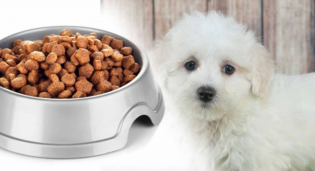 4 Best Foods for Your Maltipoo Puppy 2