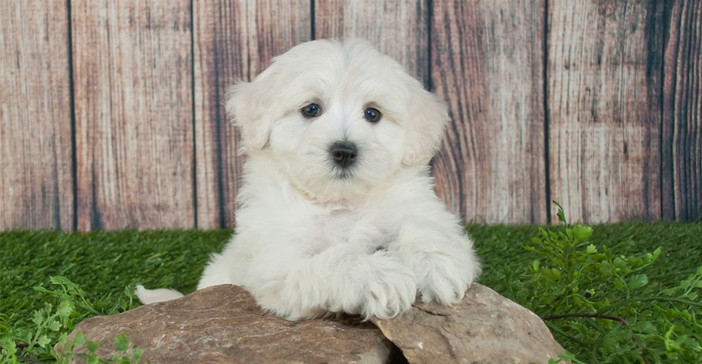 4 Best Foods for Your Maltipoo Puppy 1
