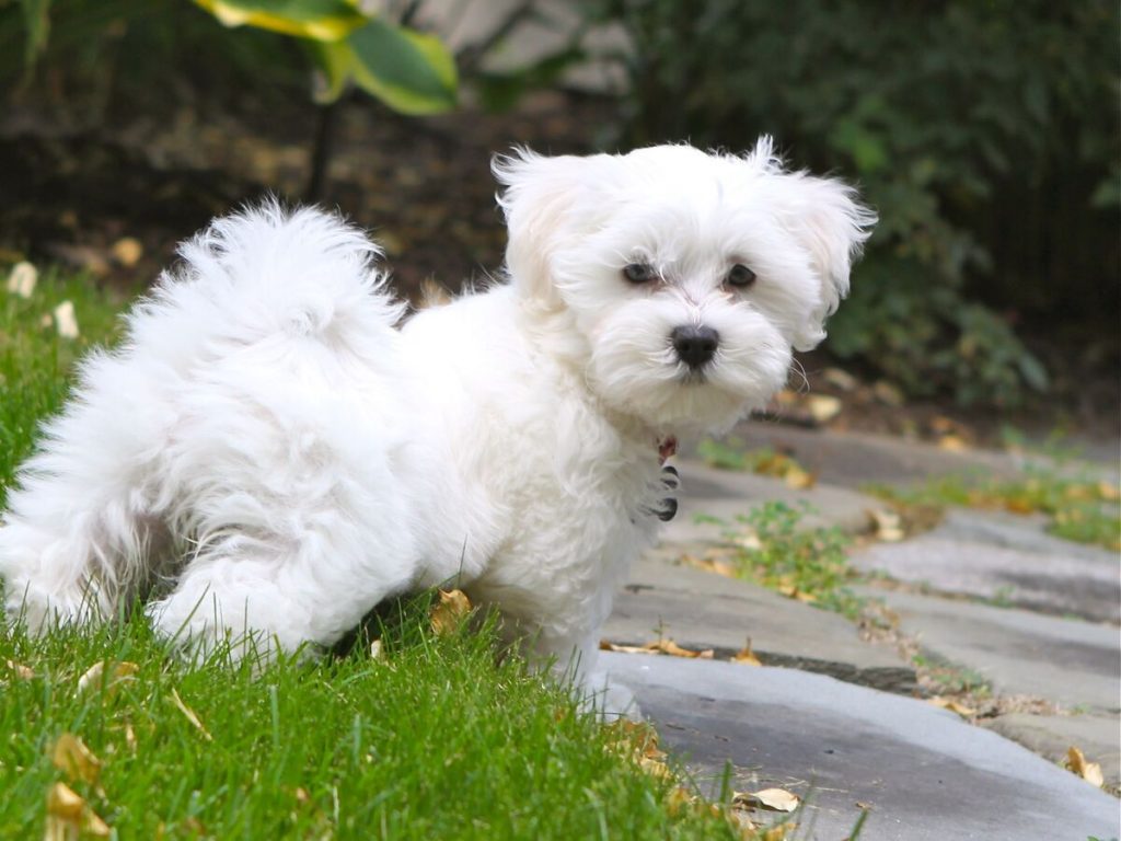 4 Best Foods for Your Maltipoo Puppy 4