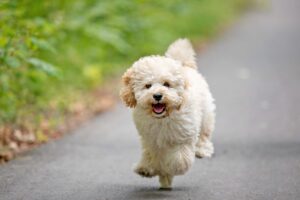 4 Best Foods for Your Maltipoo Puppy 9
