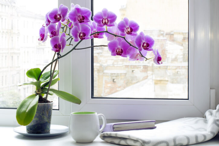7 Best Flowers for Your Living Room Table - 2023 Guide 6