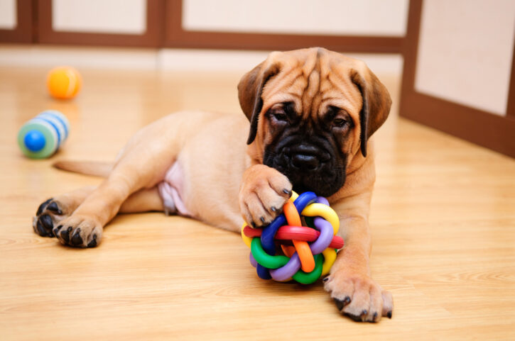 5 Best Dog Chew Toy For Aggressive Chewers 2022 - Buying Guide 1