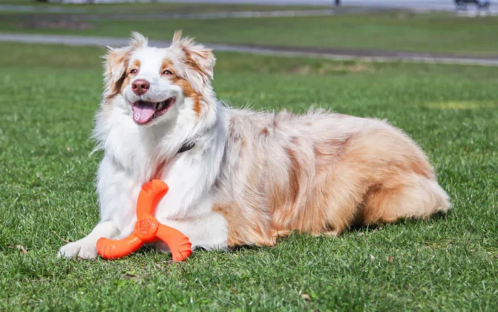 5 Best Dog Chew Toy For Aggressive Chewers 2023 - Buying Guide 3
