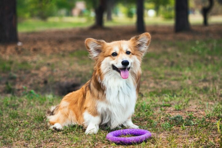 5 Best Dog Chew Toy For Aggressive Chewers 2024 - Buying Guide 5