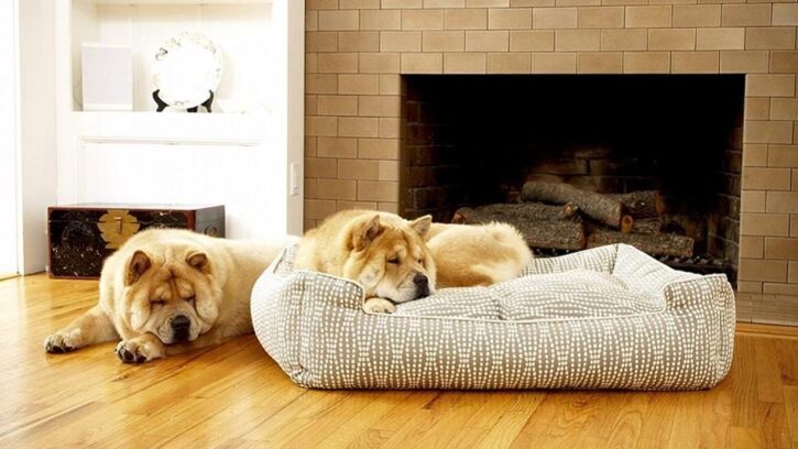 5 Tips For Choosing The Perfect Bed For Your Dog - 2024 Guide 1