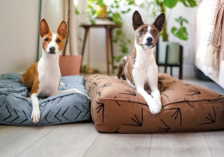5 Tips For Choosing The Perfect Bed For Your Dog - 2023 Guide 3