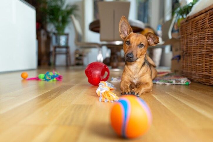 5 Best Dog Chew Toy For Aggressive Chewers 2024 - Buying Guide 2