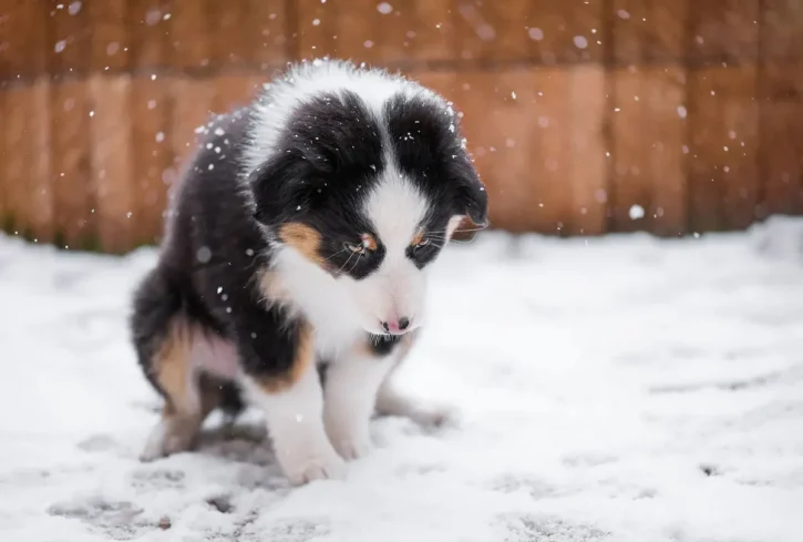 Do Puppies Need Coats In Cold Weather? 1