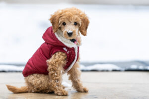 Do Puppies Need Coats In Cold Weather? 7