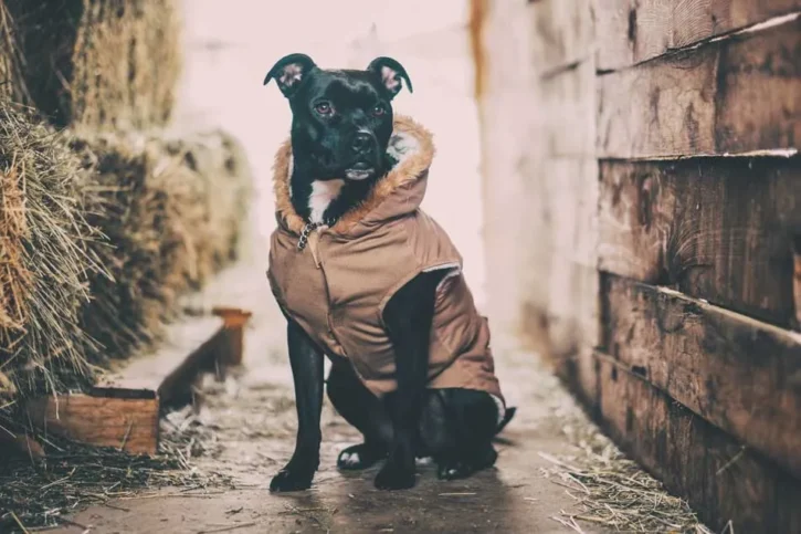 Do Puppies Need Coats In Cold Weather? 3