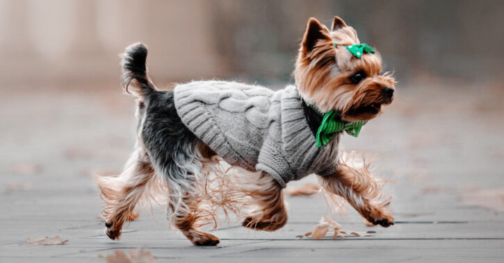 6 Best Dog Clothes for Small Dogs 2023 - Buying Guide 1