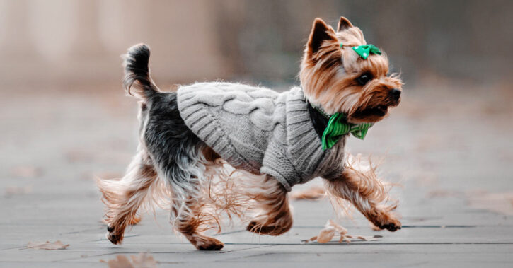 6 Best Dog Clothes for Small Dogs 2024 - Buying Guide 4