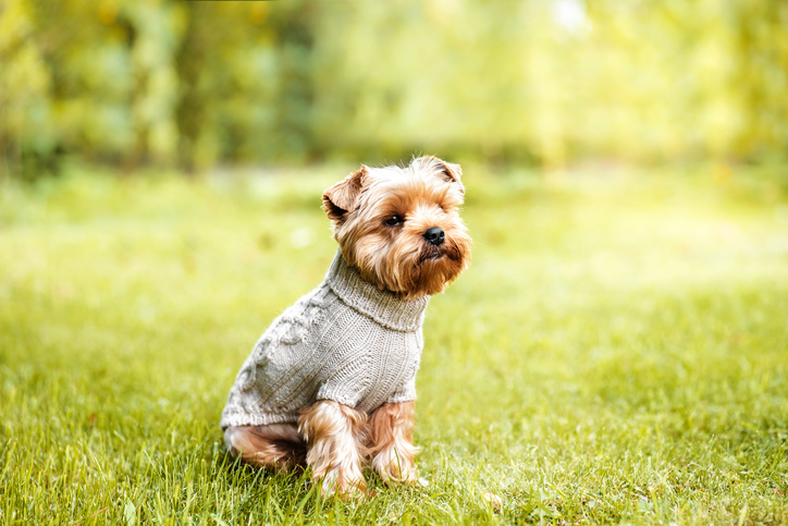 6 Best Dog Clothes for Small Dogs 2022 - Buying Guide 2