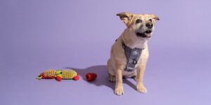 Collars, Leashes, and Harnesses: How to Choose the Right Gear for Your Dog 1