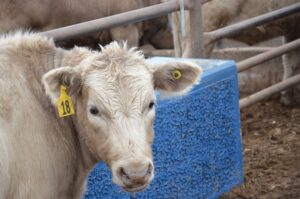 From Ranch to Table: Ensuring Quality through Cow Tagging Standards 14
