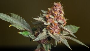 What Makes Lemon Cherry Gelato Strain So Popular? 1